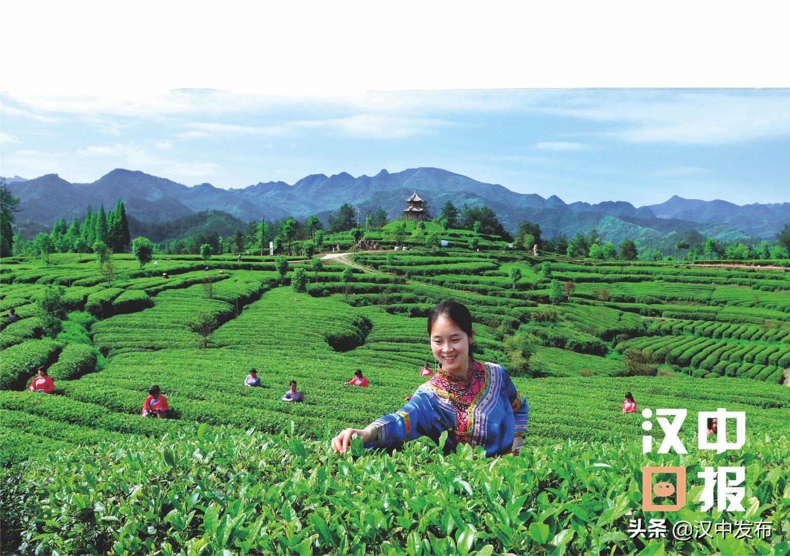 汉中成为西北地区最大的茶产业基地