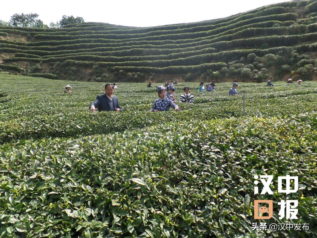 汉中成为西北地区最大的茶产业基地