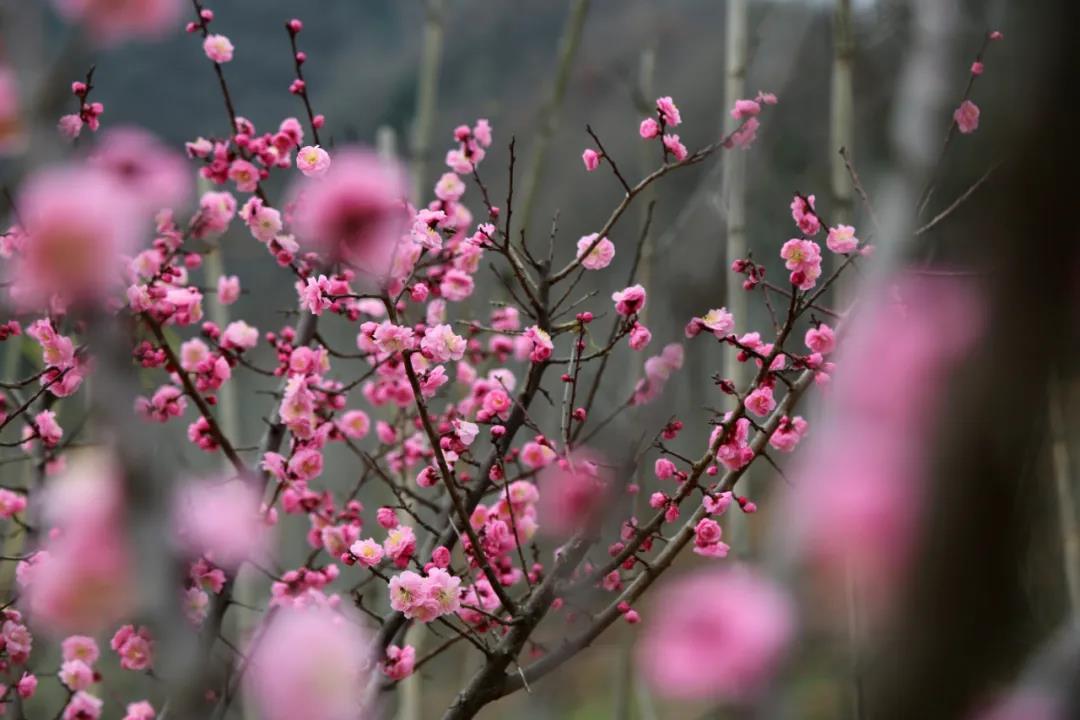 【春天里的陕西】三月,到汉中留坝来寻春