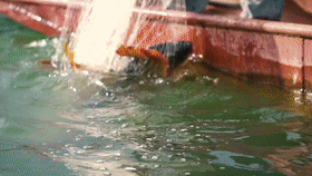 68bd12913aaced2a498460ed02b69088.gif
