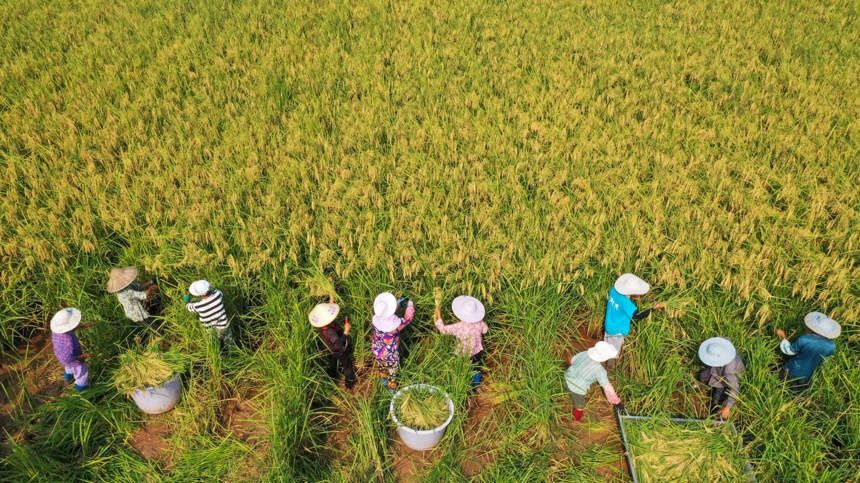 Farmers in SW China's Chongqing start to harvest 2-meter-high