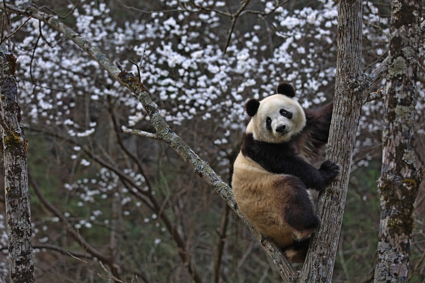 2020年首只秦岭大熊猫宝宝诞生 实现“四世同堂”_西安