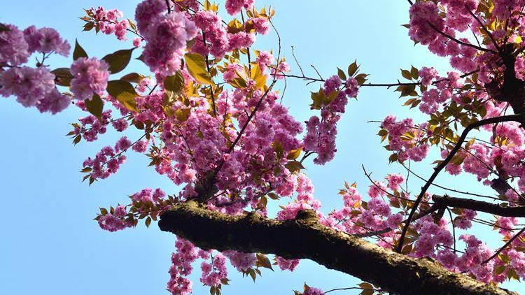 春天里的陜西丨漢中寧強：櫻花爛漫美如畫