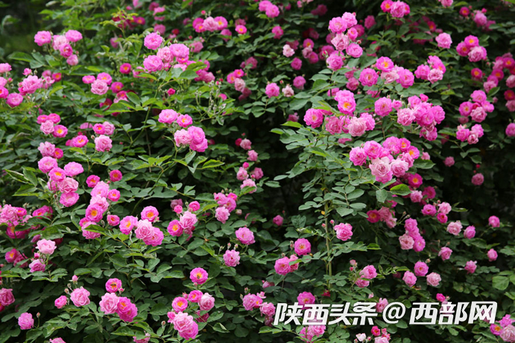视频丨西安曲江街头蔷薇花墙浪漫唯美