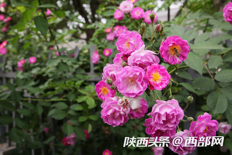 视频丨西安曲江街头蔷薇花墙浪漫唯美