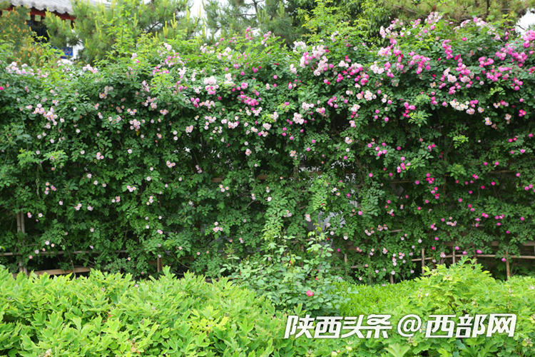 视频丨西安曲江街头蔷薇花墙浪漫唯美