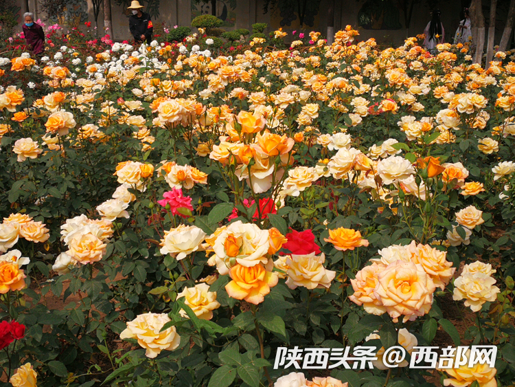 687be10d3ec39b0d5b0eea2927b3cc35.png
