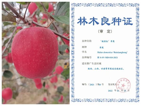 西农又一苹果新品种“瑞香红”苹果新品种通过国审