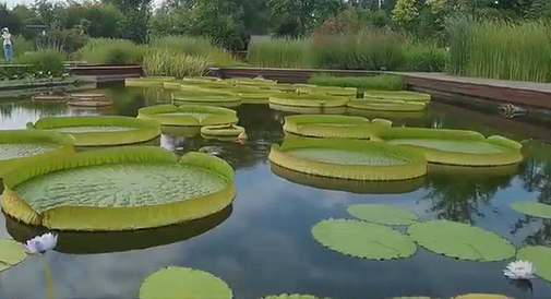 植物園王蓮 “一葉當舟”水上漂
