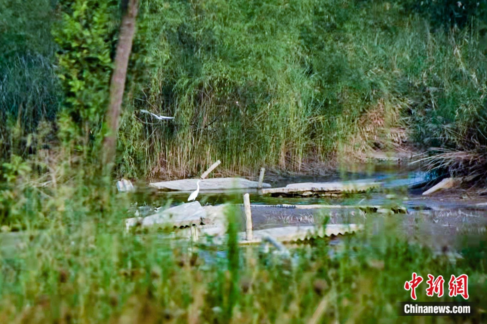 鸟儿在潼关黄河国家湿地公园内嬉戏。黄钰涵 摄