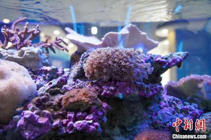 涠洲岛珊瑚馆中保育的珊瑚。 王以照 摄