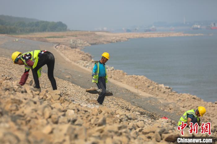 9月29日，长江九江官洲夹段崩岸治理现场，一位工人挑着石块走在护坡上，几位工人在铺设雷诺护垫。 刘力鑫 摄