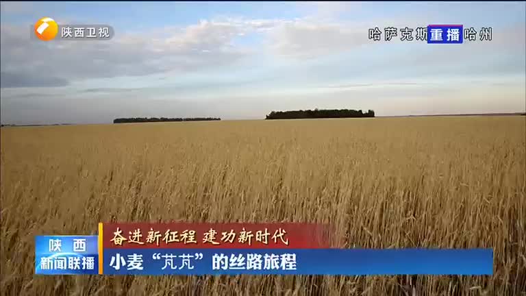 【奮進新征程 建功新時代】小麥“芃芃”的絲路旅程