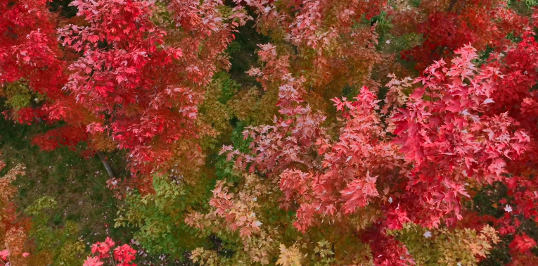 绝美油画！西安的秋天是枫叶色号的