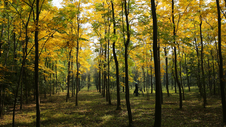 视频│西安杜陵之秋：漫步林间，观赏绝美秋色