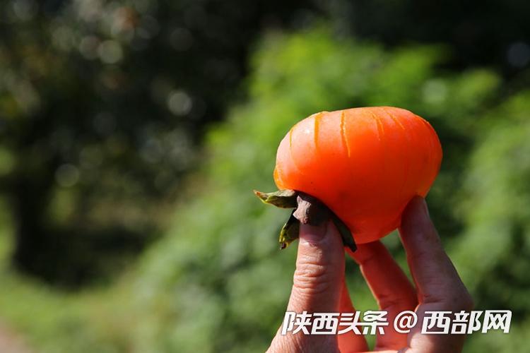 正在上传... 7522061091c2f9333a49e6f3a4e6b575.jpg