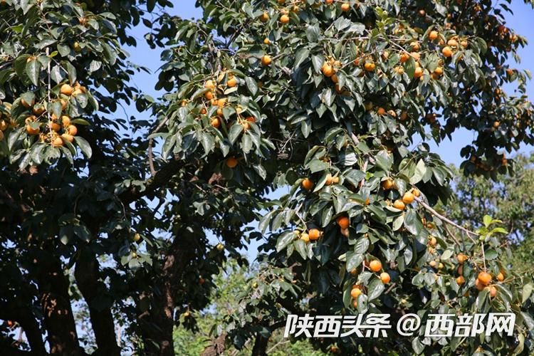 正在上传... e183eb9d2c66bd7eddded074a9332982.jpeg