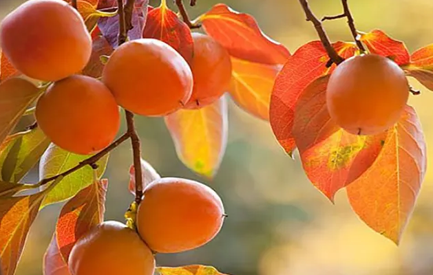 品出秋天的味道 時令水果好“柿”到來