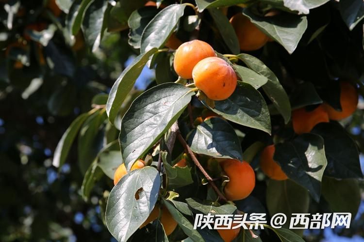 正在上传... 32b620e306bfcb97a2bc1c751514afcf.jpeg