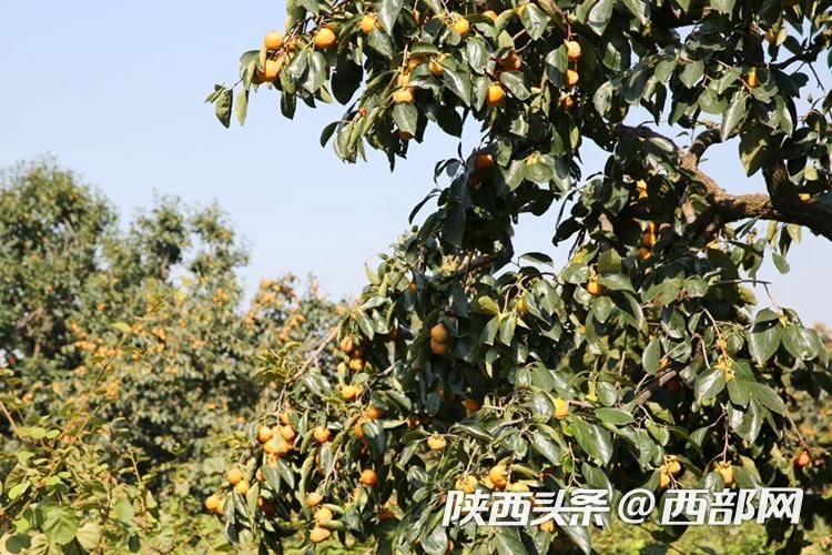 正在上传... ce0489620072280b07aefb043ff31e0c.jpeg