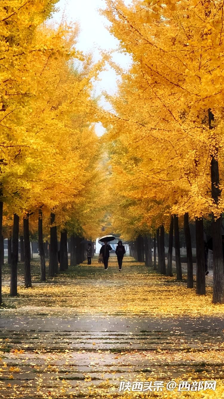 正在上传... 741977cc95d0730e3477b1283ed6facb.jpeg