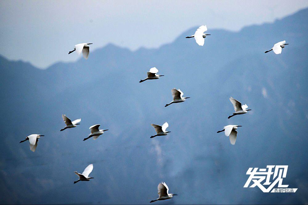发现丨美丽陕西·湿地之美④ 陕西黄河湿地   40多万只候鸟在此栖息越冬