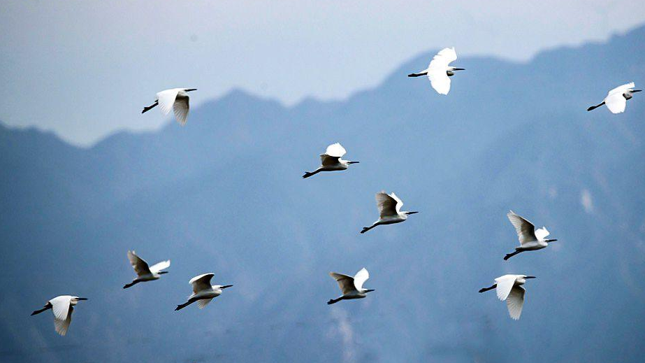 发现丨美丽陕西·湿地之美④ 陕西黄河湿地   40多万只候鸟在此栖息越冬