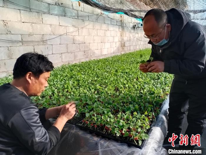图为张鹏为村民传授育苗技术。 曾令刚 摄