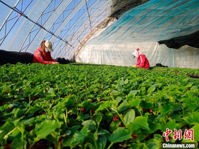 图为农技师们嫁接秧苗。 曾令刚 摄
