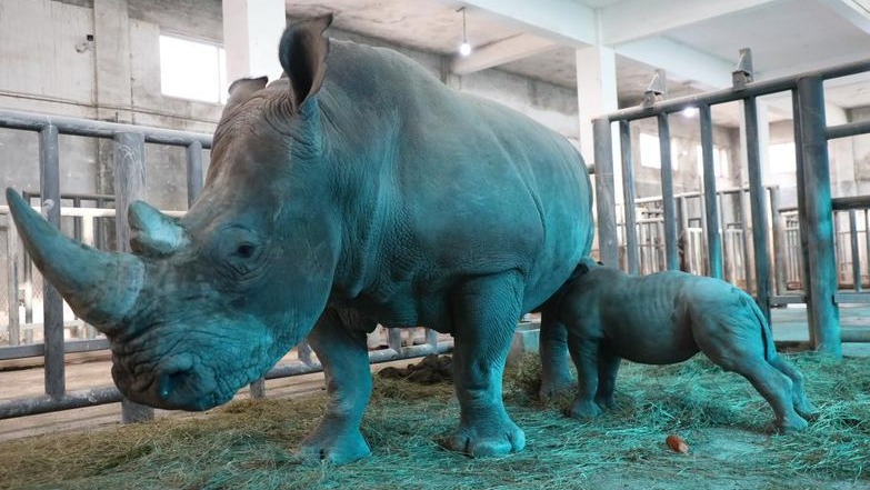 秦岭野生动物园可爱的小犀牛出生一个多月了