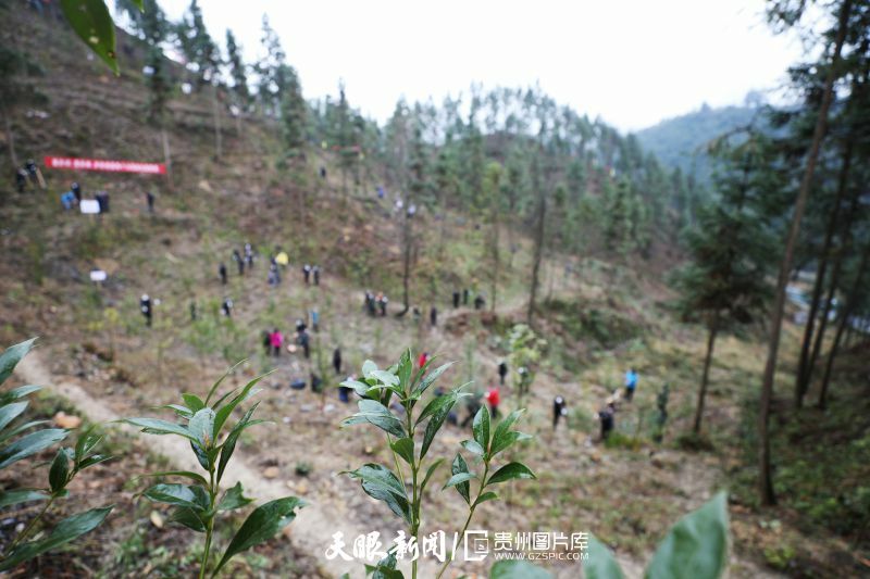 450365-春节长假后上班的第一天，贵州省铜仁市江口县在国家储备林建设示范基地及各乡镇开展全民义务植树绿化活动，调整树种结构，提高森林质量，为大地增添新绿。.jpg