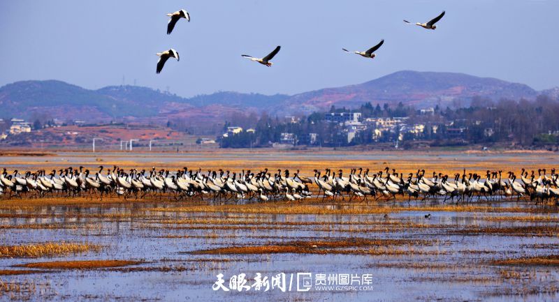3155-草海黑颈鹤。威宁草海国家级自然保护区是黑颈鹤越冬的最佳胜地，每年都有2000余只黑颈鹤到此越冬。-夏敏.jpg
