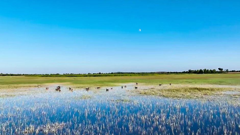 世界湿地日：湿地保护修复润泽美丽三秦