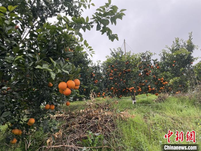 图为璧山区七塘镇四合村四季香生态农场果园一角。 王婷婷 摄