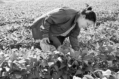 北大荒：打造“拴心留人”的农科人才高地