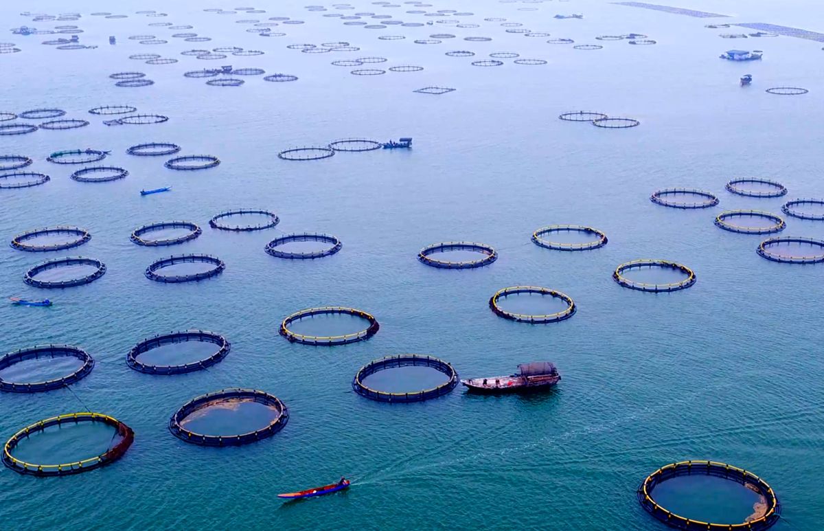 湛江恒兴集团的海洋牧场。来源：受访方提供