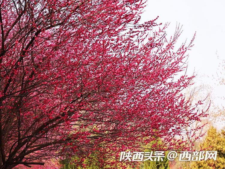 正在上传... 668f62d4dd676fdcb4db3e315cd7359c.jpeg