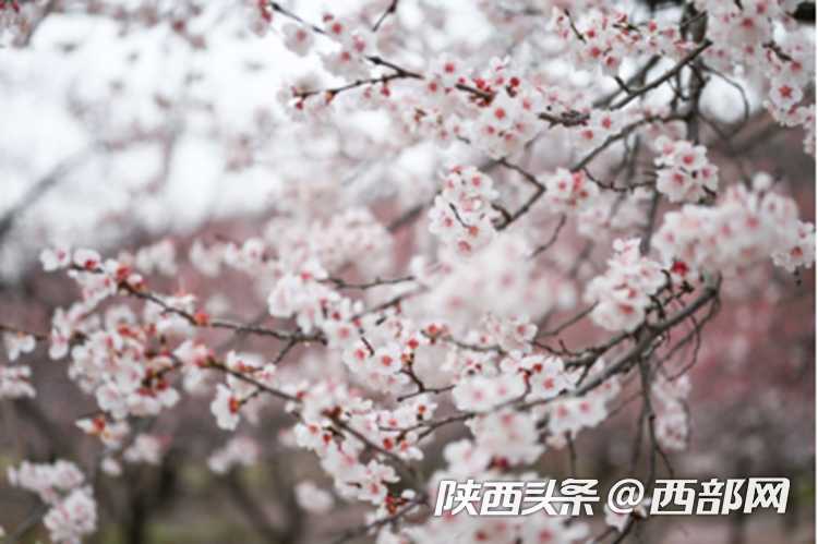 87123f535b627b6443b9cf6662632517.png