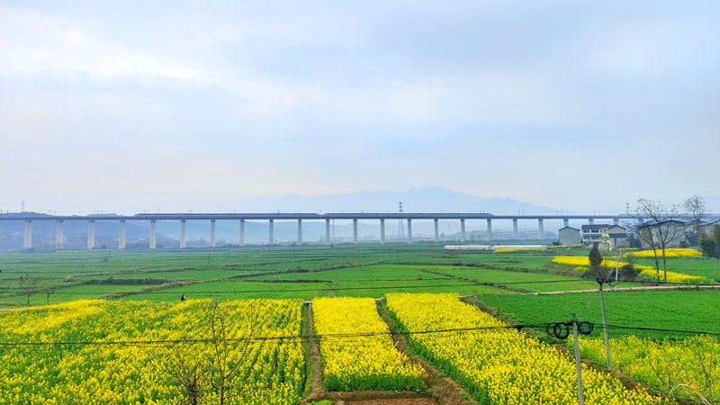 江油市厚坝镇的油菜花。中国铁路成都局集团有限公司融媒体中心供图