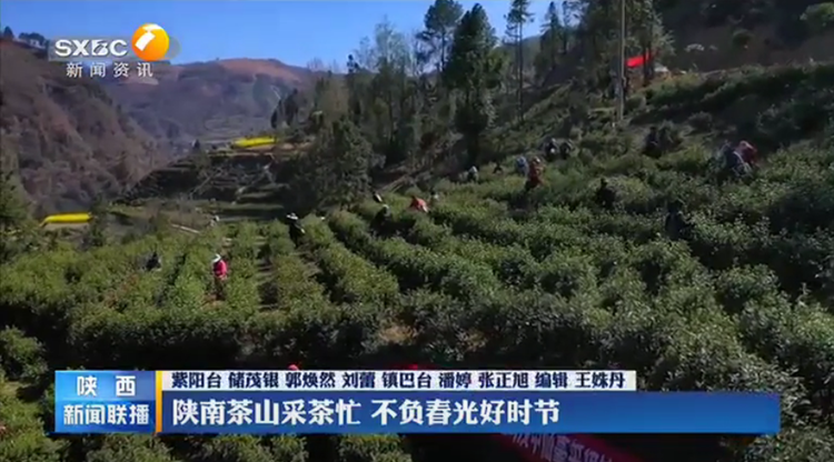 陕南茶山采茶忙 不负春光好时节