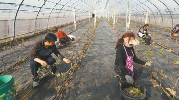 西安鄠邑：27个温室大棚早熟葡萄树苗掐芽打尖