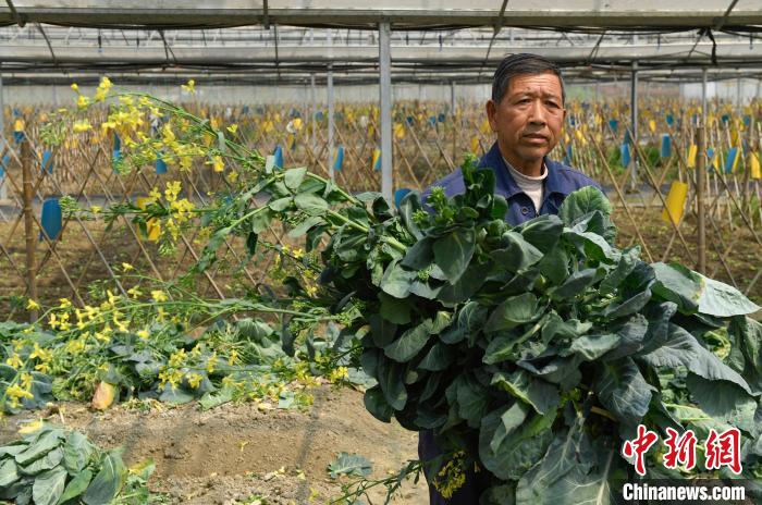图为：当地村民在灵粮农场收割作物，实现家门口就业。 王刚 摄