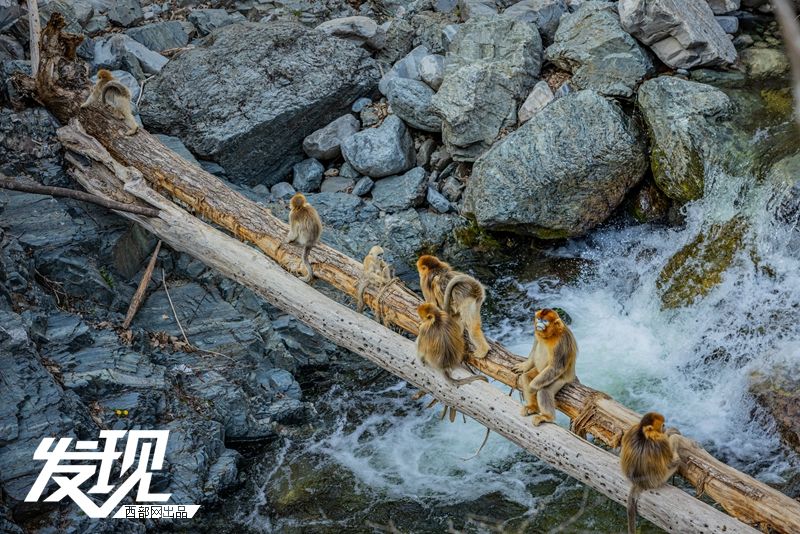 发现丨周至上百只野生金丝猴过河 萌趣温馨场面惹人爱