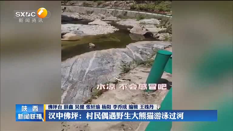 漢中佛坪：村民偶遇野生大熊貓游泳過河