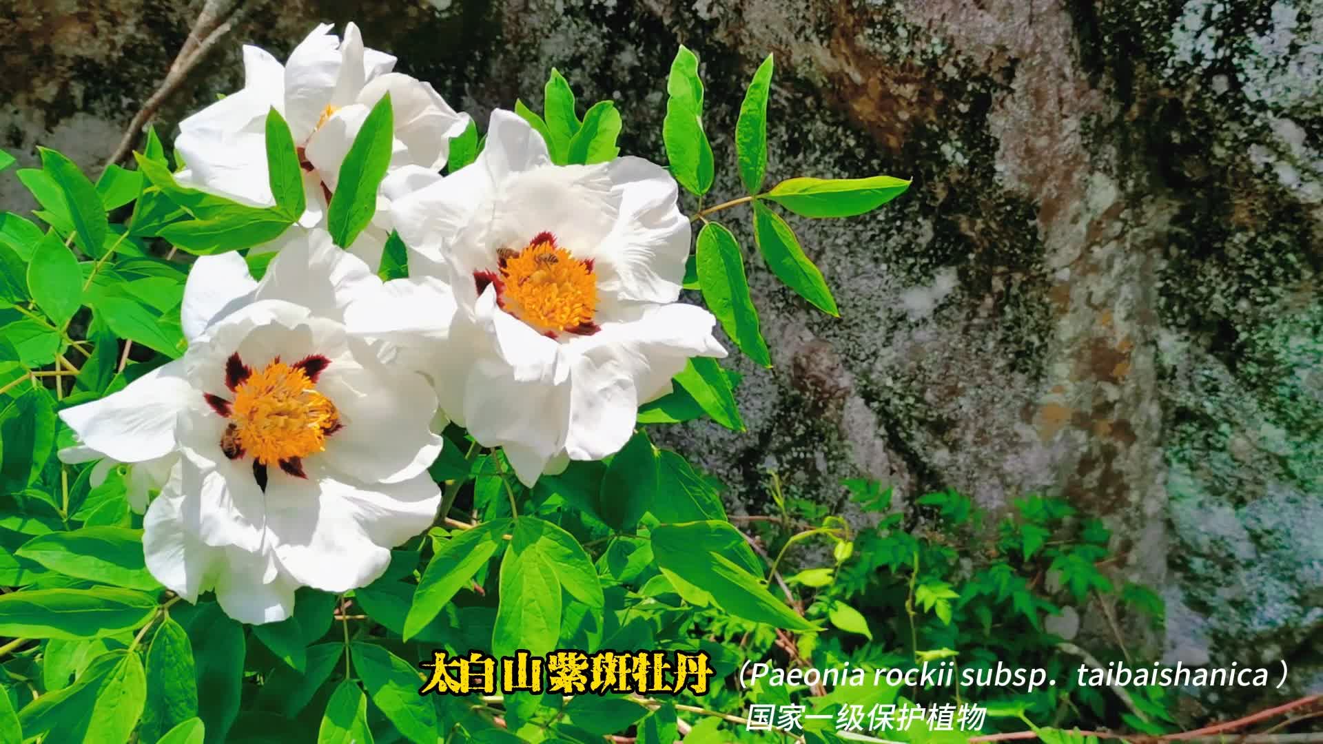 b4aa3185be8ef2e9a2e2c4ecfa583d33.jpg