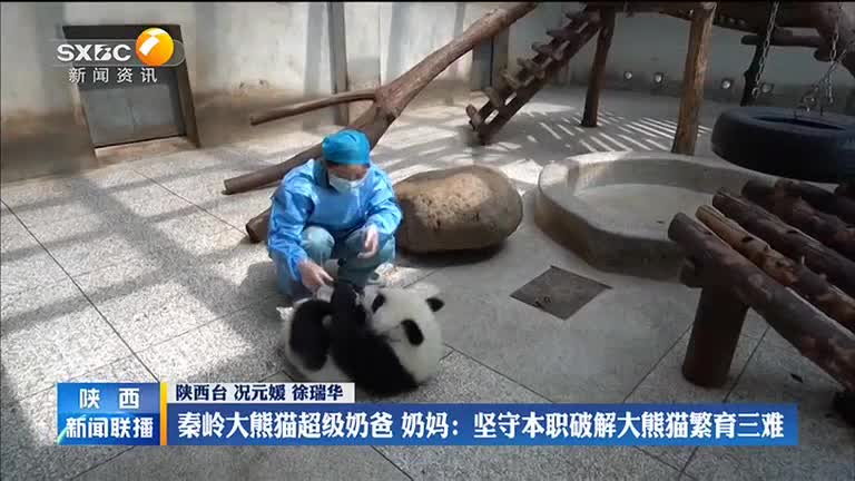 秦嶺大熊貓超級“奶爸奶媽”