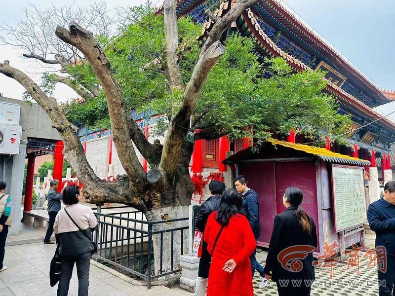 骊山女娲宫300多年皂角树 为啥被叫“八戒树”？