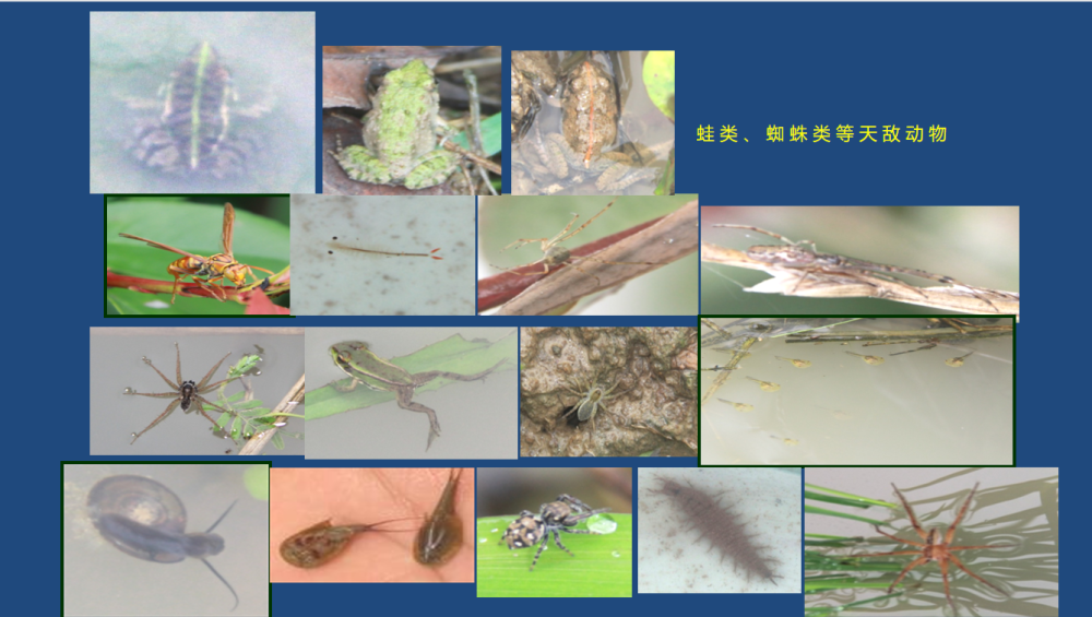 865a4678761ceda347b98641ed06d856.png