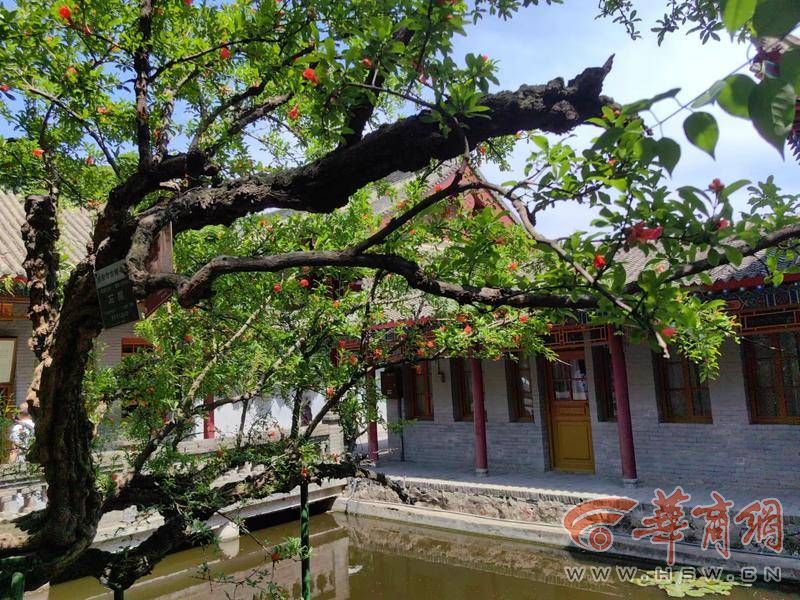 古树话长安| 华清宫的“贵妃手植石榴” 榴花盛开千年尽过- 西部网（陕西