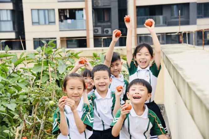 10.重庆市九龙坡区华玉小学学生在学校屋顶种植基地采摘蔬菜